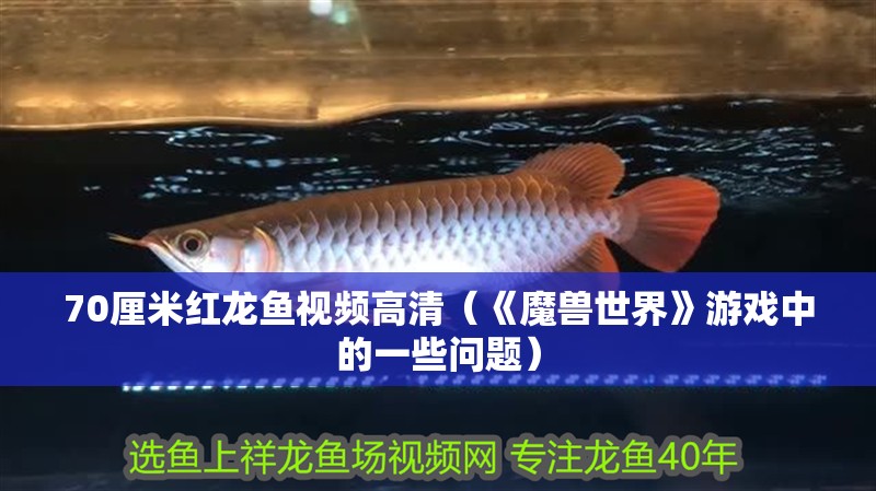 70厘米紅龍魚視頻高清（《魔獸世界》游戲中的一些問題）