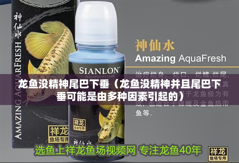 魚缸過濾器選購(gòu)指南:自制魚缸過濾器魚缸上置過濾器對(duì)于養(yǎng)魚愛好者的必備知識(shí) 龍魚沒精神尾巴下垂(龍魚沒精神并且尾巴下垂可能是由多種因素引起的) 龍魚百科 龍魚沒精神尾巴下垂(龍魚沒精神并且尾巴下垂可能是由多種因素引起的) 龍魚沒精神尾巴下垂(龍魚沒精神并且尾巴下垂可能是由多種因素引起的) 龍魚百科