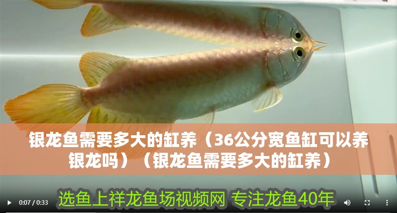 銀龍魚需要多大的缸養(yǎng)（36公分寬魚缸可以養(yǎng)銀龍嗎）（銀龍魚需要多大的缸養(yǎng)）