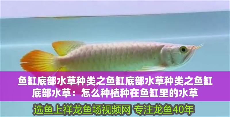 魚缸底部水草種類之魚缸底部水草種類之魚缸底部水草：怎么種植種在魚缸里的水草