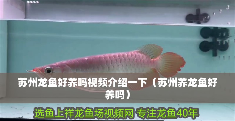 蘇州龍魚好養嗎視頻介紹一下（蘇州養龍魚好養嗎）