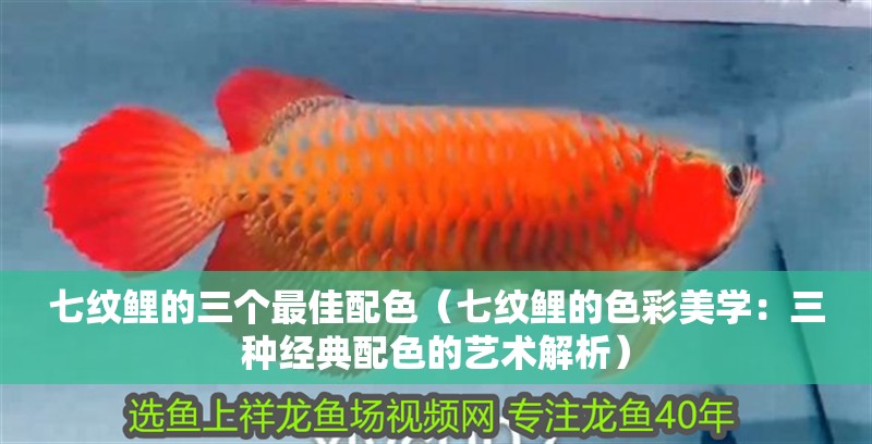 七紋鯉的三個最佳配色（七紋鯉的色彩美學：三種經典配色的藝術解析）