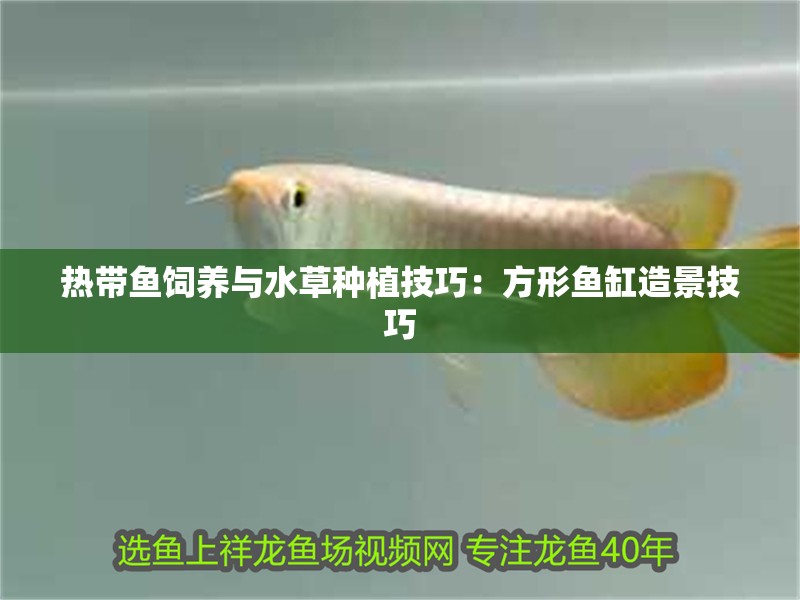 熱帶魚(yú)飼養(yǎng)與水草種植技巧：方形魚(yú)缸造景技巧