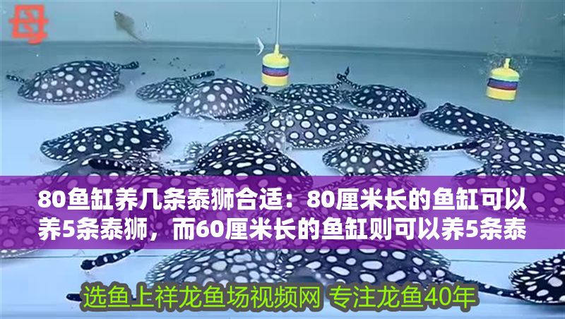 80魚缸養(yǎng)幾條泰獅合適：80厘米長(zhǎng)的魚缸可以養(yǎng)5條泰獅，而60厘米長(zhǎng)的魚缸則可以養(yǎng)5條泰獅 80魚缸養(yǎng)幾條泰獅合適：80厘米長(zhǎng)的魚缸可以養(yǎng)5條泰獅，而60厘米長(zhǎng)的魚缸則可以養(yǎng)5條泰獅 魚缸百科 第1張