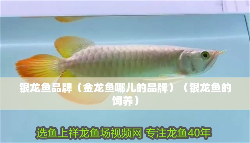 銀龍魚品牌（金龍魚哪兒的品牌）（銀龍魚的飼養(yǎng)）