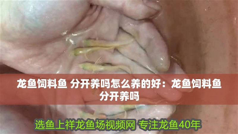 龍魚飼料魚 分開養(yǎng)嗎怎么養(yǎng)的好：龍魚飼料魚分開養(yǎng)嗎