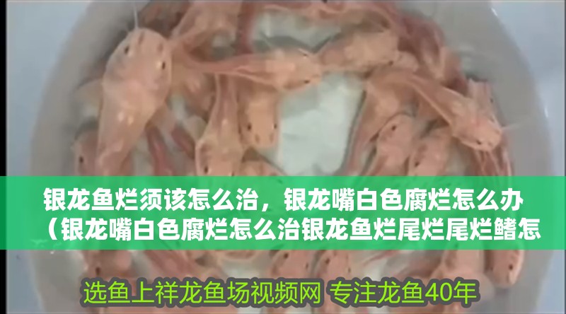 銀龍魚爛須該怎么治，銀龍嘴白色腐爛怎么辦（銀龍嘴白色腐爛怎么治銀龍魚爛尾爛尾爛鰭怎么治）