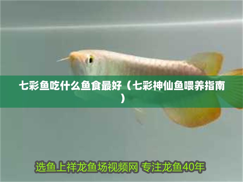 七彩魚吃什么魚食最好（七彩神仙魚喂養指南）