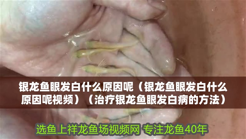 銀龍魚眼發(fā)白什么原因呢（銀龍魚眼發(fā)白什么原因呢視頻）（治療銀龍魚眼發(fā)白病的方法）