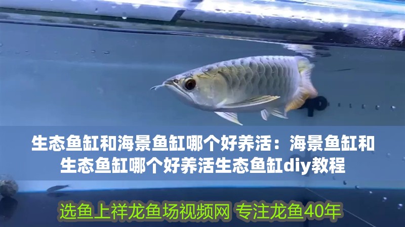 生態魚缸和海景魚缸哪個好養活：海景魚缸和生態魚缸哪個好養活生態魚缸diy教程