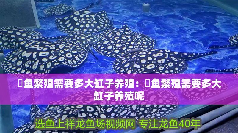 魟魚繁殖需要多大缸子養殖：魟魚繁殖需要多大缸子養殖呢