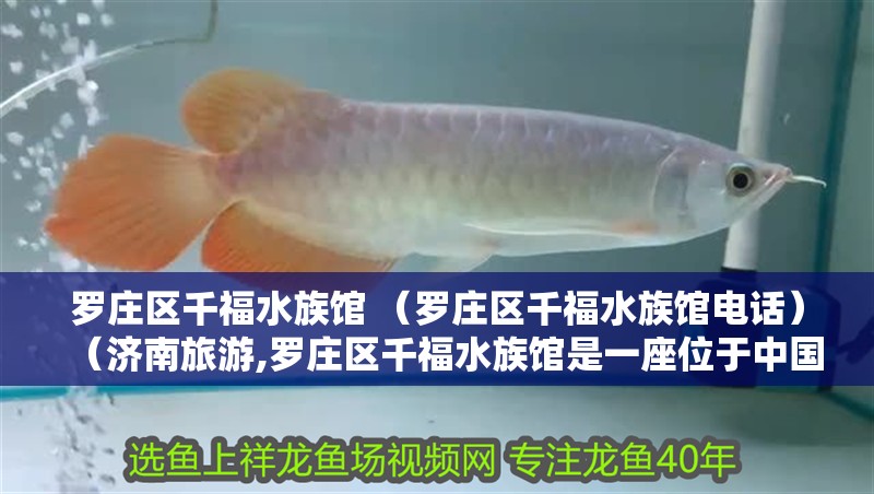 羅莊區(qū)千福水族館 （羅莊區(qū)千福水族館電話）（濟(jì)南旅游,羅莊區(qū)千福水族館是一座位于中國(guó)東部地區(qū)最大的水族館）