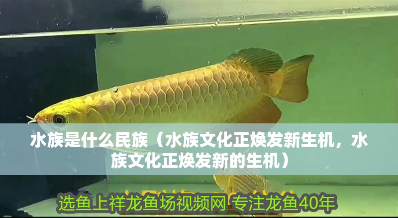 水族是什么民族（水族文化正煥發新生機，水族文化正煥發新的生機）