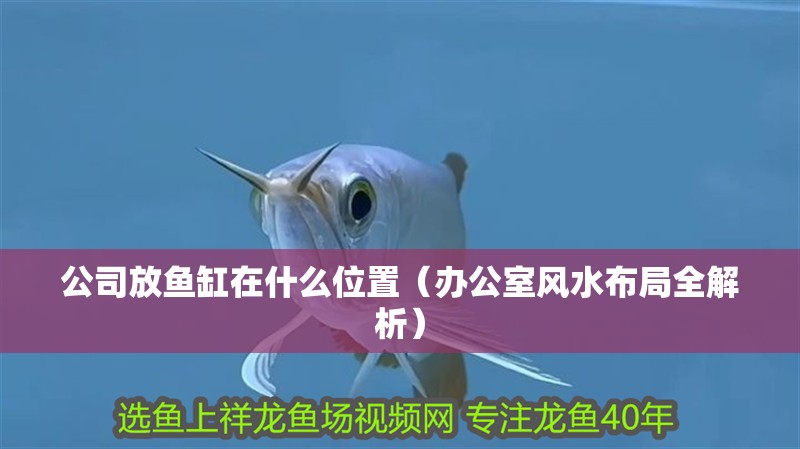 公司放魚(yú)缸在什么位置（辦公室風(fēng)水布局全解析）