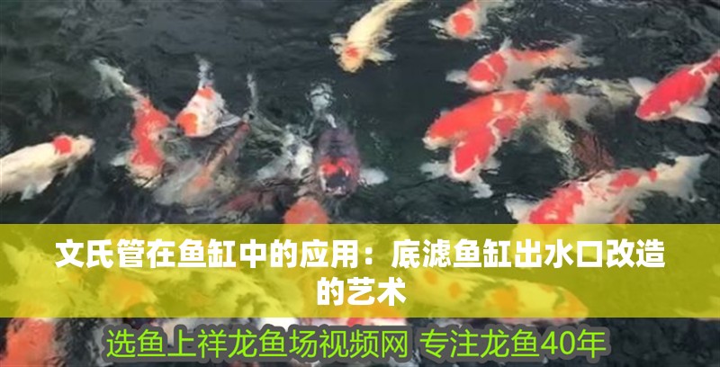 文氏管在魚缸中的應用：底濾魚缸出水口改造的藝術