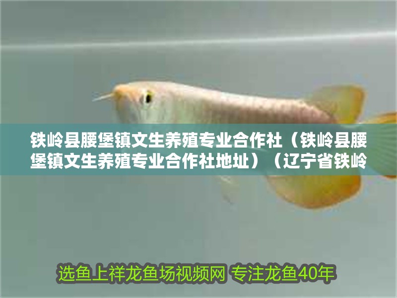 鐵嶺縣腰堡鎮(zhèn)文生養(yǎng)殖專業(yè)合作社（鐵嶺縣腰堡鎮(zhèn)文生養(yǎng)殖專業(yè)合作社地址）（遼寧省鐵嶺縣腰堡鎮(zhèn)文生養(yǎng)殖專業(yè)合作社）