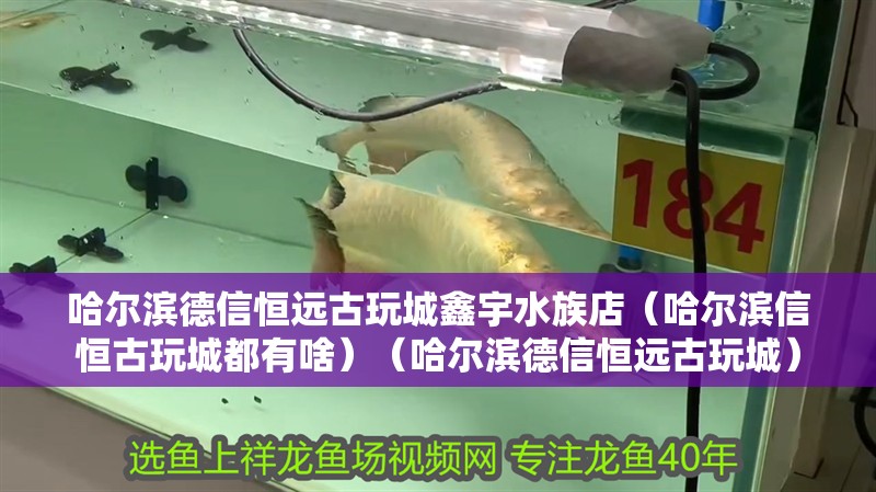 哈爾濱德信恒遠(yuǎn)古玩城鑫宇水族店（哈爾濱信恒古玩城都有啥）（哈爾濱德信恒遠(yuǎn)古玩城）