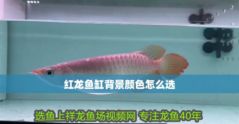 紅龍魚缸背景顏色怎么選