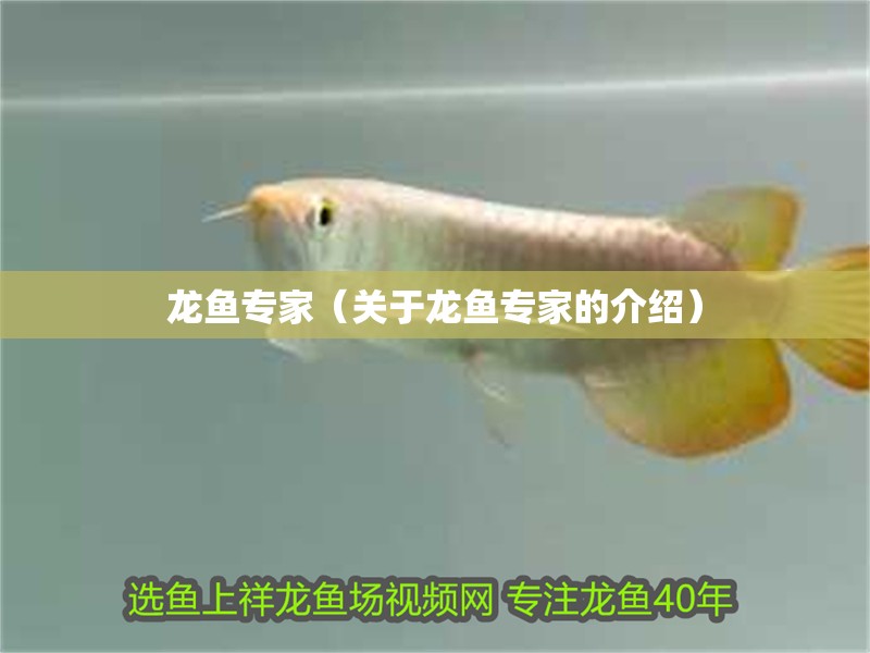 龍魚專家（關于龍魚專家的介紹）