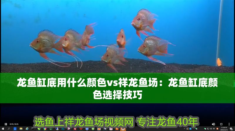 龍魚缸底用什么顏色vs祥龍魚場：龍魚缸底顏色選擇技巧