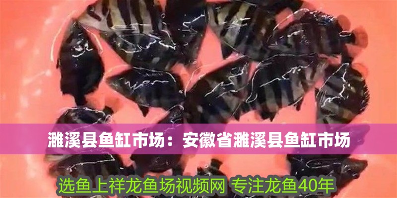 濉溪縣魚缸市場：安徽省濉溪縣魚缸市場