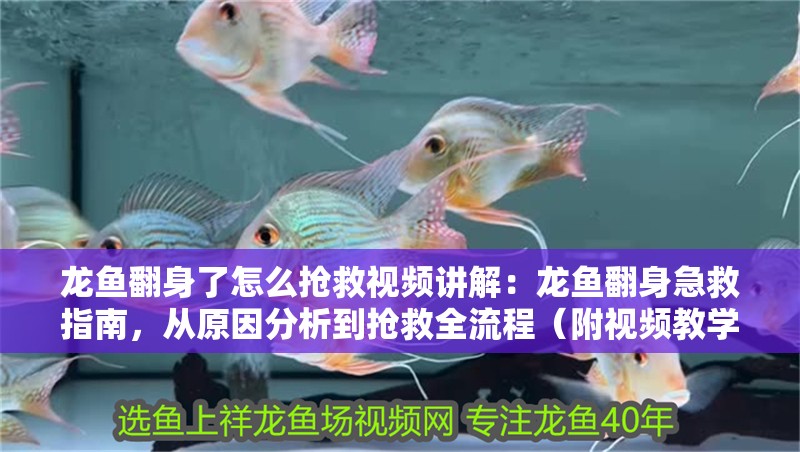 龍魚翻身了怎么搶救視頻講解：龍魚翻身急救指南，從原因分析到搶救全流程（附視頻教學(xué)）（\