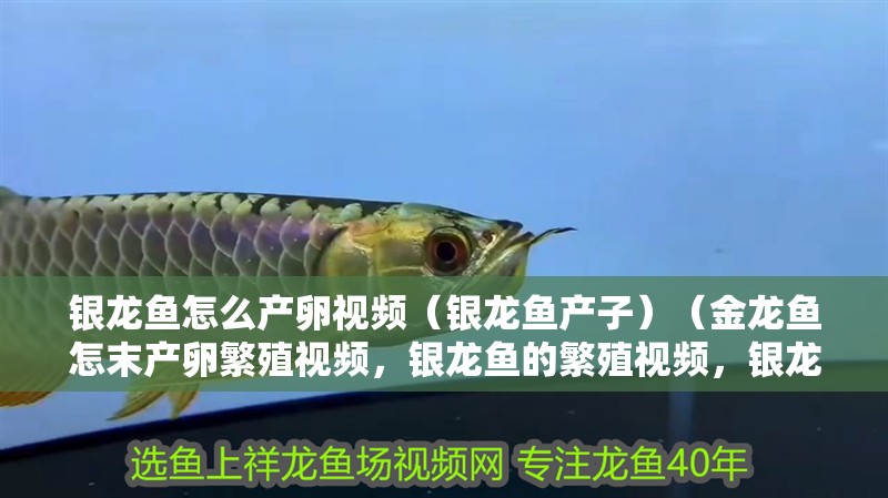 銀龍魚怎么產卵視頻（銀龍魚產子）（金龍魚怎末產卵繁殖視頻，銀龍魚的繁殖視頻，銀龍魚有哪些品種）