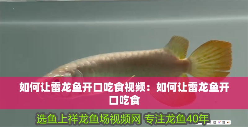 如何讓雷龍魚開口吃食視頻：如何讓雷龍魚開口吃食