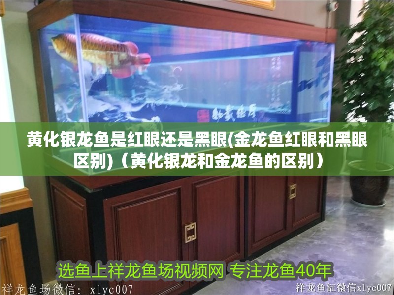 黃化銀龍魚是紅眼還是黑眼(金龍魚紅眼和黑眼區(qū)別)（黃化銀龍和金龍魚的區(qū)別）