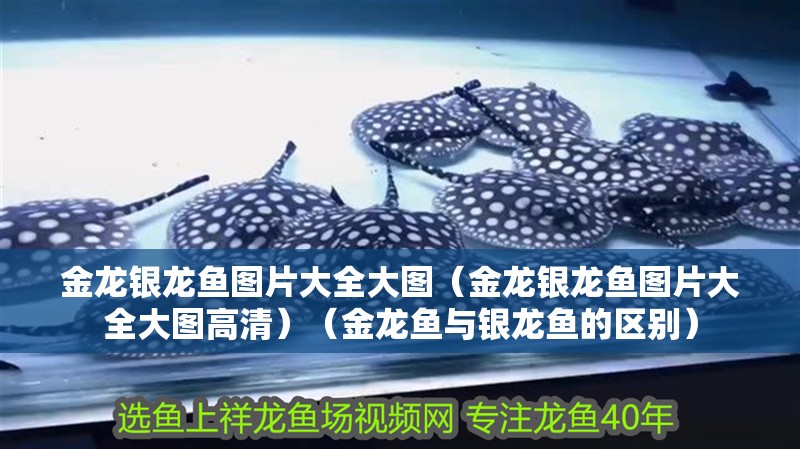 金龍銀龍魚圖片大全大圖（金龍銀龍魚圖片大全大圖高清）（金龍魚與銀龍魚的區別）