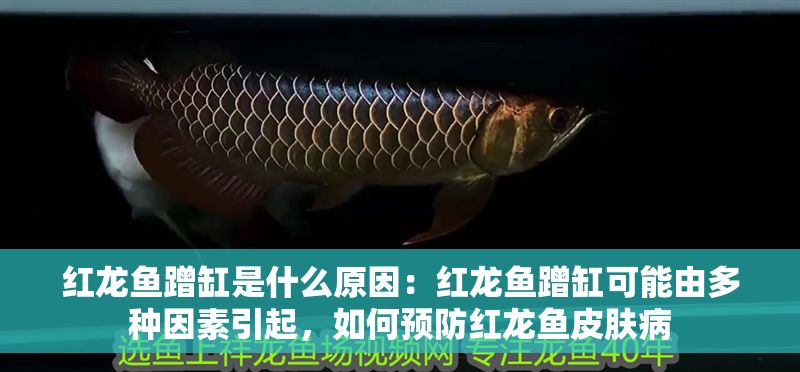 紅龍魚蹭缸是什么原因：紅龍魚蹭缸可能由多種因素引起，如何預(yù)防紅龍魚皮膚病