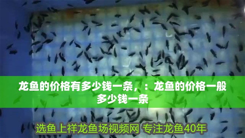 龍魚(yú)的價(jià)格有多少錢(qián)一條，：龍魚(yú)的價(jià)格一般多少錢(qián)一條