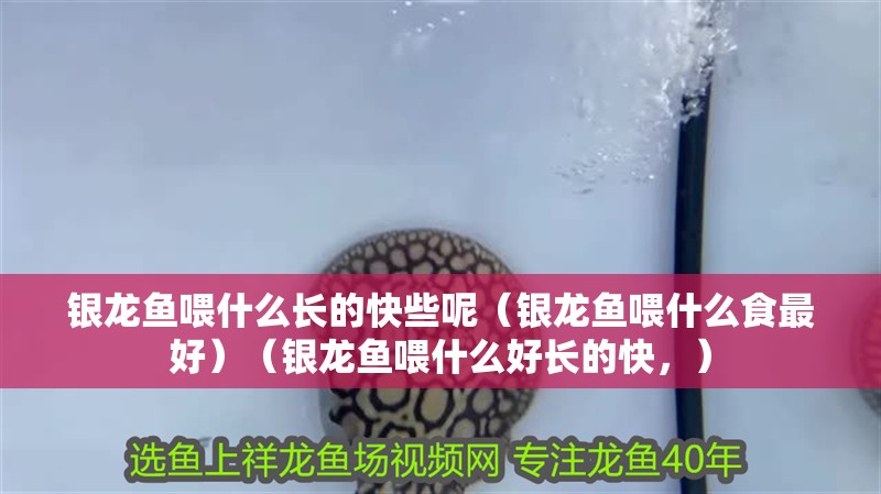 銀龍魚喂什么長的快些呢（銀龍魚喂什么食最好）（銀龍魚喂什么好長的快，）