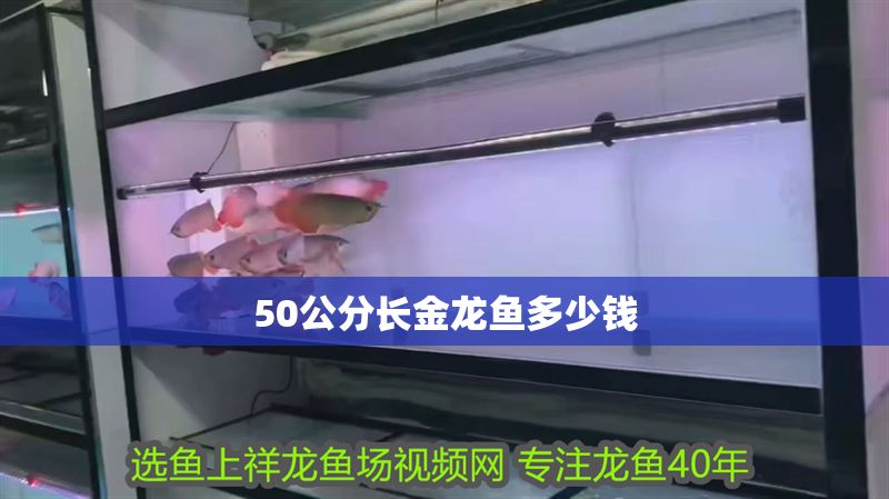 50公分長金龍魚多少錢