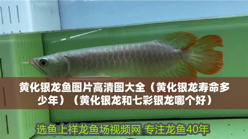 黃化銀龍魚(yú)圖片高清圖大全（黃化銀龍壽命多少年）（黃化銀龍和七彩銀龍哪個(gè)好）