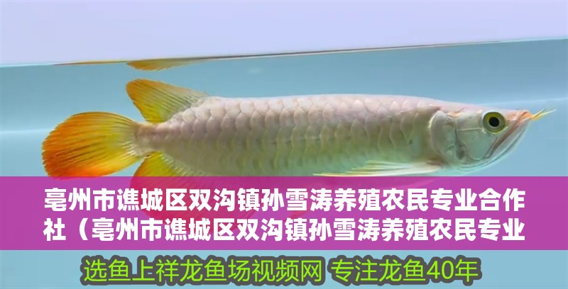 亳州市譙城區雙溝鎮孫雪濤養殖農民專業合作社（亳州市譙城區雙溝鎮孫雪濤養殖農民專業合作社助力農民增收致富）