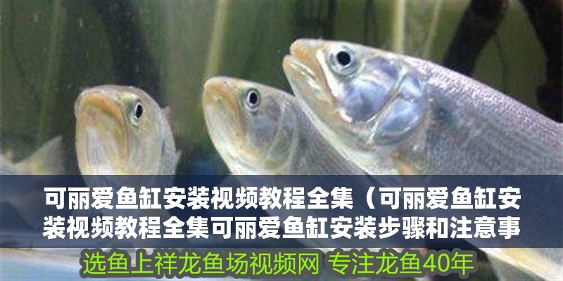可麗愛魚缸安裝視頻教程全集（可麗愛魚缸安裝視頻教程全集可麗愛魚缸安裝步驟和注意事項）