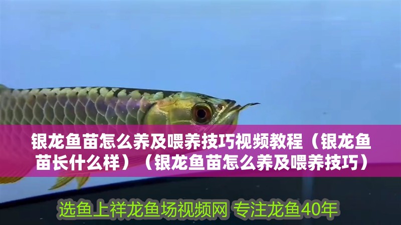 銀龍魚苗怎么養(yǎng)及喂養(yǎng)技巧視頻教程（銀龍魚苗長什么樣）（銀龍魚苗怎么養(yǎng)及喂養(yǎng)技巧）
