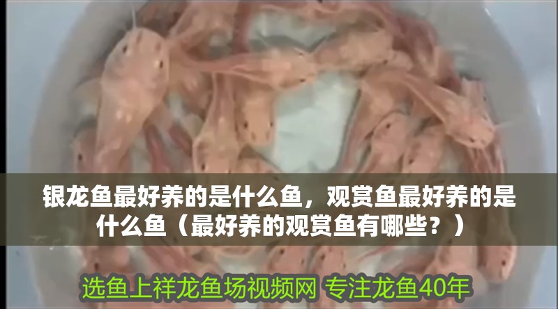 銀龍魚(yú)最好養(yǎng)的是什么魚(yú)，觀(guān)賞魚(yú)最好養(yǎng)的是什么魚(yú)（最好養(yǎng)的觀(guān)賞魚(yú)有哪些？） 銀龍魚(yú)最好養(yǎng)的是什么魚(yú)，觀(guān)賞魚(yú)最好養(yǎng)的是什么魚(yú)（最好養(yǎng)的觀(guān)賞魚(yú)有哪些？） 銀龍魚(yú)百科