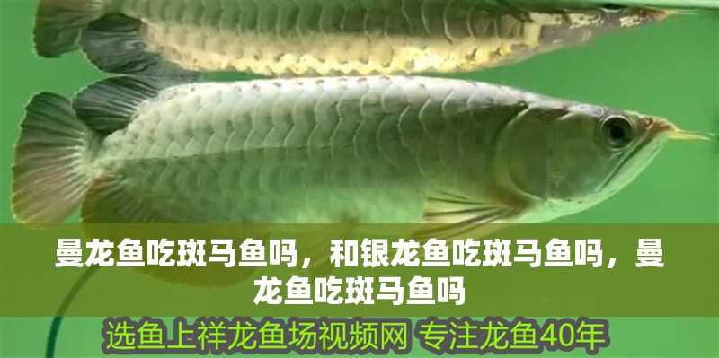 曼龍魚吃斑馬魚嗎，和銀龍魚吃斑馬魚嗎，曼龍魚吃斑馬魚嗎