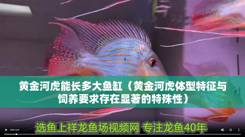黃金河虎能長(zhǎng)多大魚(yú)缸（黃金河虎體型特征與飼養(yǎng)要求存在顯著的特殊性）