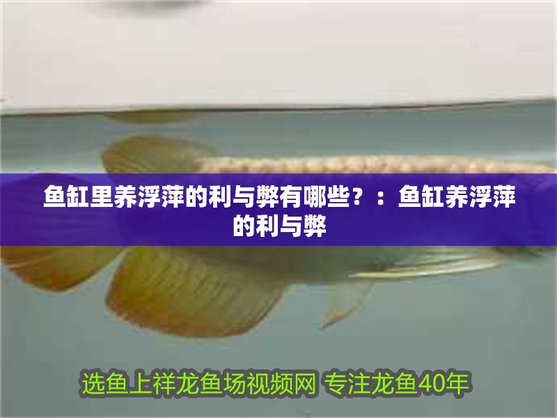 魚缸里養浮萍的利與弊有哪些？：魚缸養浮萍的利與弊 魚缸里養浮萍的利與弊有哪些？：魚缸養浮萍的利與弊 魚缸百科