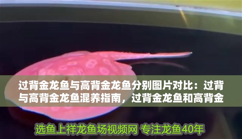 過背金龍魚與高背金龍魚分別圖片對比：過背與高背金龍魚混養指南，過背金龍魚和高背金龍魚混養指南