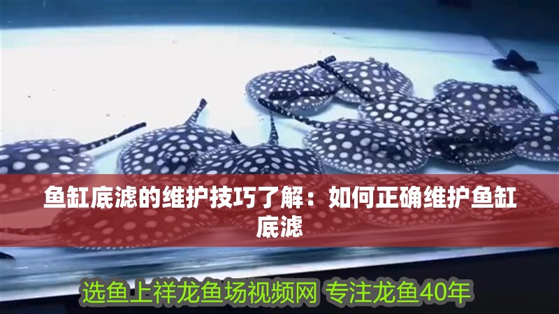 魚缸底濾的維護技巧了解：如何正確維護魚缸底濾