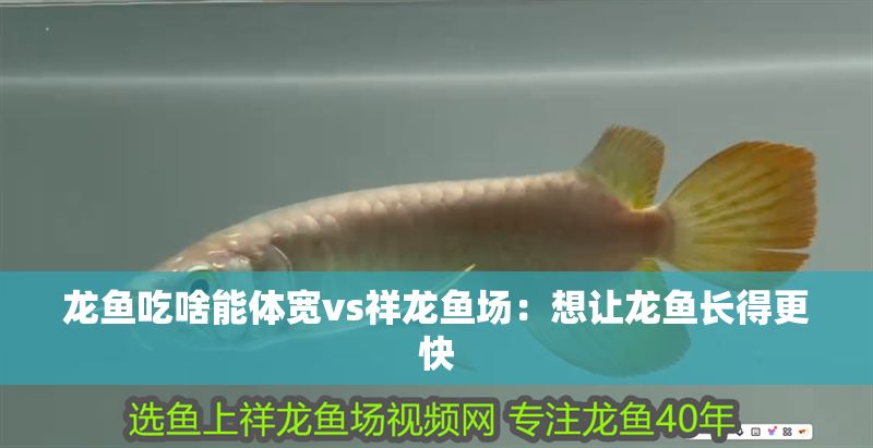 龍魚吃啥能體寬vs祥龍魚場：想讓龍魚長得更快