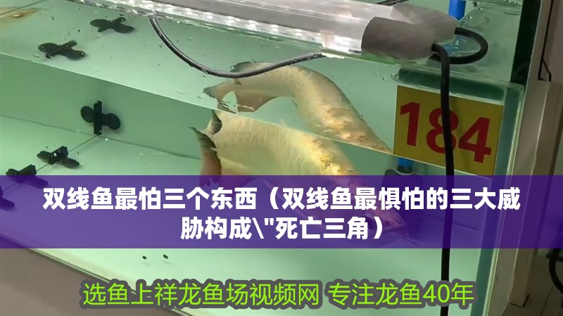 雙線魚最怕三個東西（雙線魚最懼怕的三大威脅構(gòu)成\