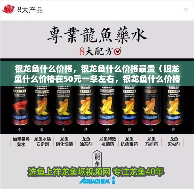 銀龍魚什么價格，銀龍魚什么價格最貴（銀龍魚什么價格在50元一條左右，銀龍魚什么價格在50元一條）