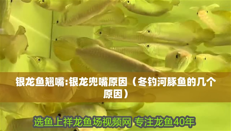 銀龍魚翹嘴:銀龍兜嘴原因（冬釣河豚魚的幾個原因）