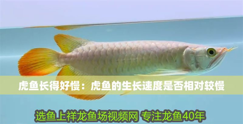 虎魚長得好慢：虎魚的生長速度是否相對較慢