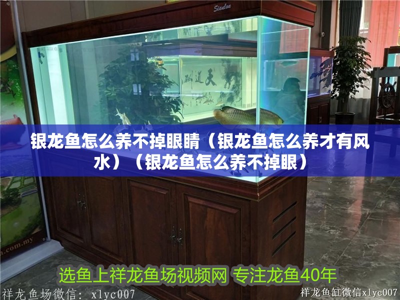 銀龍魚怎么養不掉眼睛（銀龍魚怎么養才有風水）（銀龍魚怎么養不掉眼）